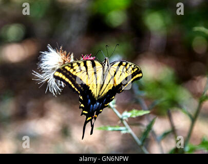 Deux papillon Papillon queue la collecte de nectar de fleur Banque D'Images