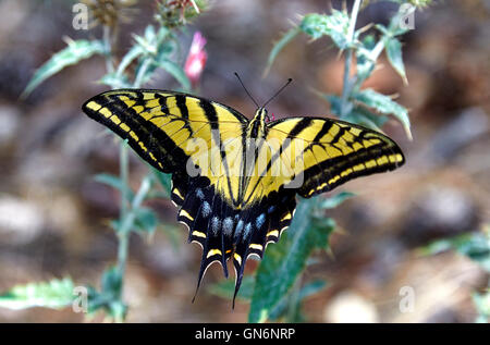 Deux papillon Papillon queue la collecte de nectar de fleur Banque D'Images