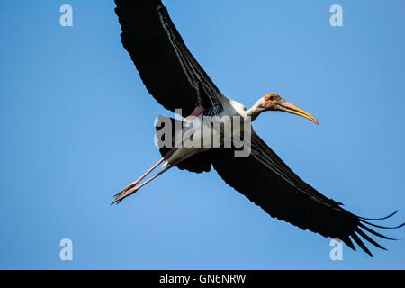 La cigogne peinte fly on blue sky Banque D'Images