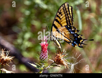 Deux papillon Papillon queue la collecte de nectar de fleur Banque D'Images