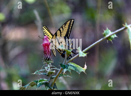 Deux papillon Papillon queue la collecte de nectar de fleur Banque D'Images