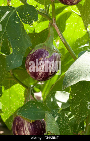 Calliope fruits aubergine (Solanum melongena) Banque D'Images