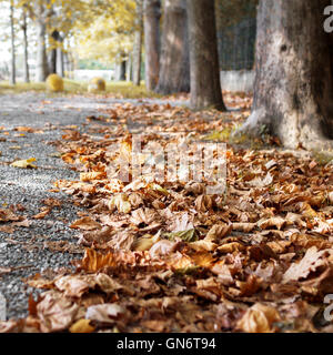 Allée d'automne avec les feuilles d'arbres sentier. Arrière-plan flou flou artistique. Banque D'Images