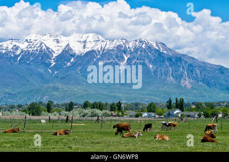 Ranch dans l'Utah avec des vaches et des montagnes Banque D'Images