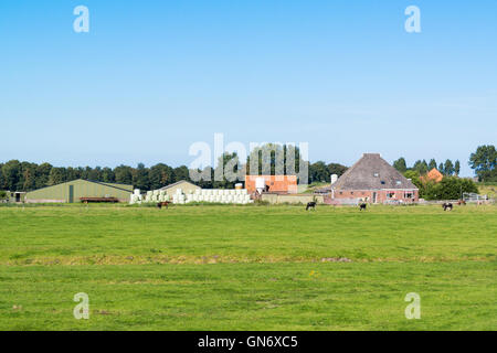 Ferme et meadows dans Spijcurboor polder près de la Hollande du Nord, Pays-Bas Banque D'Images