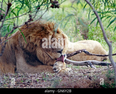 Un lion mâle ( Panthera leo ) dans le parc du Lion Drakenstein, Klapmuts, Cape Winelands, Afrique du Sud. Banque D'Images
