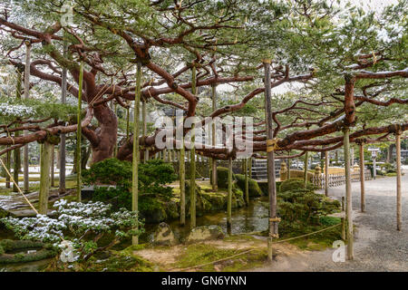 Le Jardin Kenrokuen couverte de neige, Kanazawa, Japon Banque D'Images