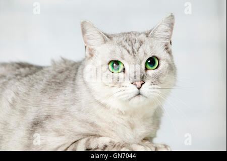 American Shorthair Banque D'Images