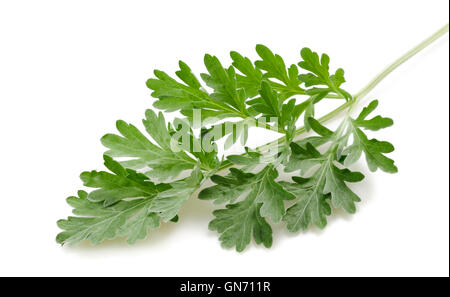 Artemisia sprig isolated on white Banque D'Images