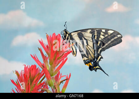 Portrait d'un pâle swallowtail butterfly, Papilio eurymedon, reposant sur d'un bloom thbe indian paintbrush. Banque D'Images