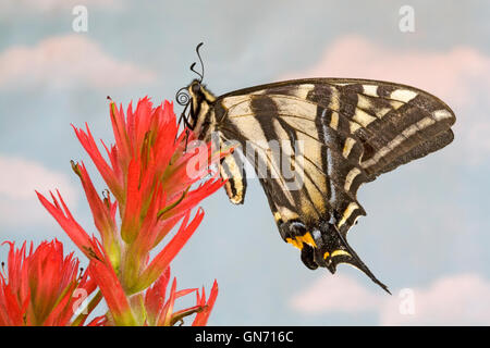 Portrait d'un pâle swallowtail butterfly, Papilio eurymedon,, reposant sur d'un bloom thbe indian paintbrush. Banque D'Images