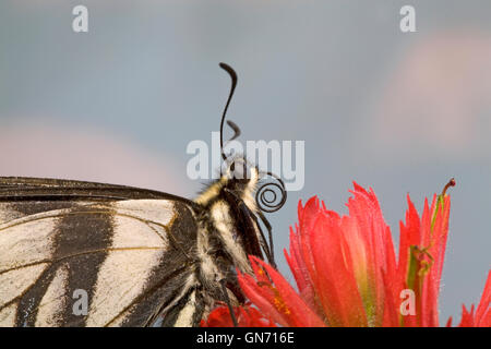 Portrait d'un pâle swallowtail butterfly, Papilio eurymedon, reposant sur d'un bloom thbe indian paintbrush. Détail de son Banque D'Images