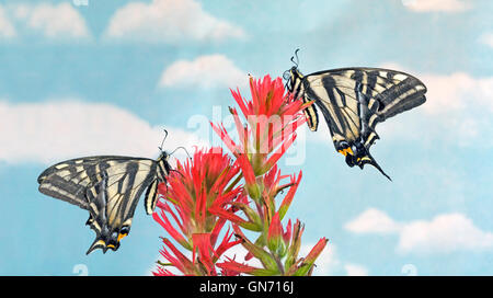 Portrait de deux papillons machaons pâle, Papilio eurymedon,reposant sur la fleur d'un indian paintbrush. Banque D'Images