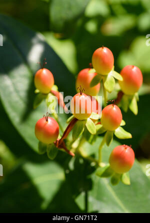 Les baies d'un le millepertuis (Hypericum) Banque D'Images