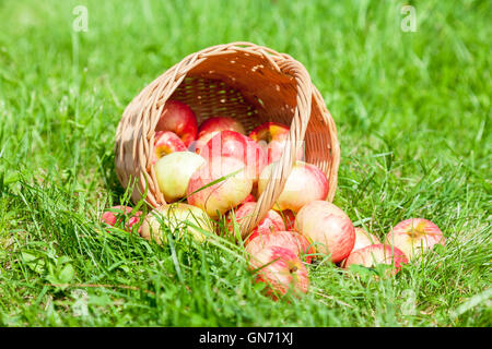 Sol en bois panier en osier de pommes mûres fraîches dans le jardin on Green grass Banque D'Images