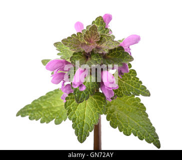 L'ortie morte avec fleurs isolated on white Banque D'Images