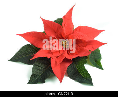 Poinsettia flower isolated on white background Banque D'Images