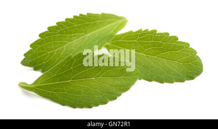 Les feuilles de Stevia isolé sur fond blanc Banque D'Images