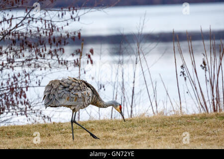 Grue du Canada (Grus canadensis) avec des plumes fluffed out tout en marchant au bord d'un lac dans le Wisconsin. Banque D'Images