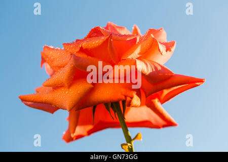 Rose rouge sur un fond de ciel bleu Banque D'Images