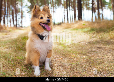 Shetland Sheepdog est assis dans une forêt Banque D'Images