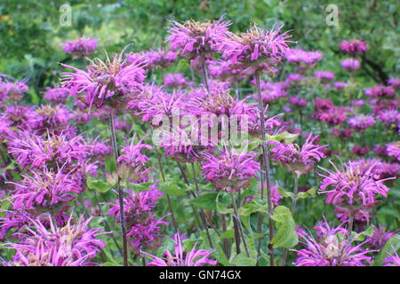 Une touffe de bergamote (Monarda fistulosa) Floraison en août dans la bordure herbacée d'un jardin anglais Banque D'Images