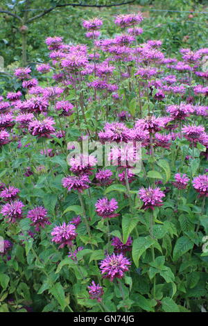 Une touffe de bergamote (Monarda fistulosa) Floraison en août dans la bordure herbacée d'un jardin anglais Banque D'Images