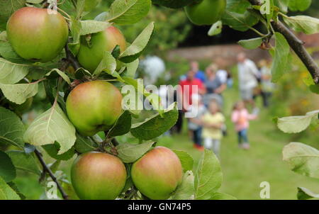 Pommes Melrose blanc pousse dans un verger anglais lors d'une porte-ouverte dans un jardin clos English UK - été Banque D'Images