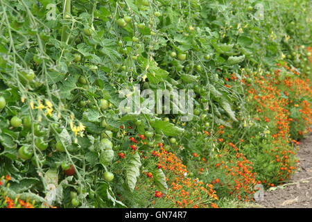 Les tomates biologiques en croissance à un polytunnel marigold aux côtés de plantes d'accompagnement, en Angleterre, Royaume-Uni Banque D'Images