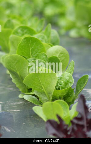 Feuilles de salade cultivée à l'aide d'une technique de jardinage biologique avec des feuilles paillis noir dans un jardin anglais-été Banque D'Images