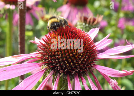 Abeille sur une riche pollen echinacea purpurea, ou au milieu de l'échinacée dans la strate herbacée de la frontière d'un jardin anglais, UK Banque D'Images