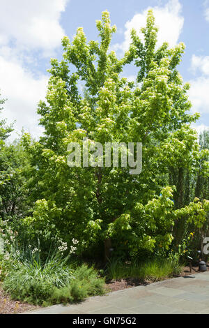 Kelly's Gold box elder tree (Acer negundo) - USA Banque D'Images