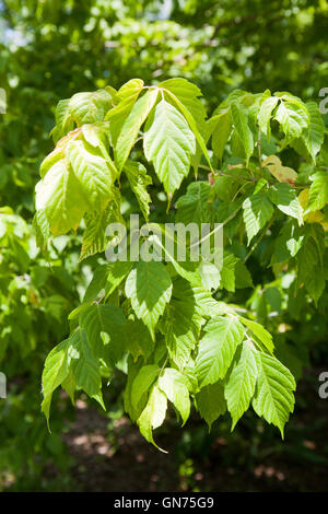 Kelly's Gold box elder tree (Acer negundo) - USA Banque D'Images