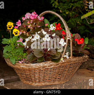 Grappe de bégonias literie aux couleurs rose, rouge et blanc fleurs et feuilles rouges et verts de plus en plus grand récipient décoratif - recyclé panier en osier Banque D'Images