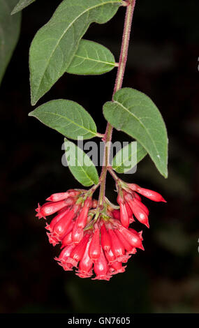 Grappe de fleurs rouge et vert feuilles de Cestrum elegans sur fond noir, une mauvaise herbe envahissante dans le nord du NSW Australie Banque D'Images