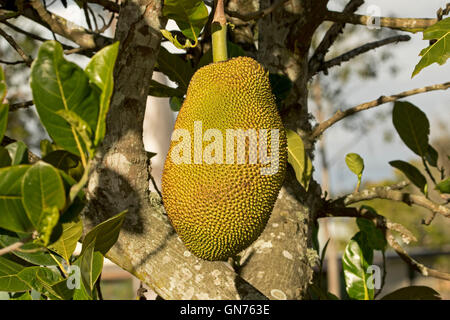 Close-up de Jacquier Artocarpus heterophyllus, grand, jaune doré inhabituel tropical fruit growing on tree dans le Queensland en Australie Banque D'Images