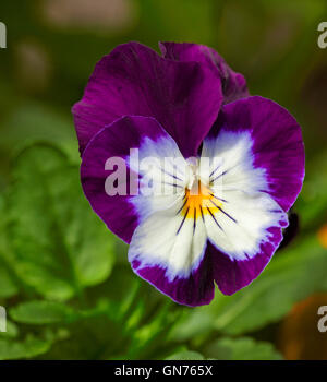 Superbe et rare vivid purple and white flower de viola annuel / pansy avec centre jaune sur fond de feuilles vertes Banque D'Images