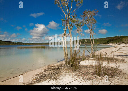 Les eaux turquoises du lac calme Mackenzie et plage de sable blanc bordée par les forêts et les arbres melaleuca sous ciel bleu sur l'île Fraser Banque D'Images