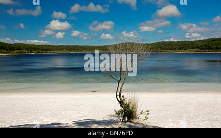 Les eaux turquoises du lac calme Mackenzie et plage de sable blanc bordée par les forêts et les arbres melaleuca sous ciel bleu sur l'île Fraser Banque D'Images