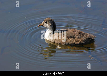 D'un adolescent ou d'un jeune bébé foulque nom Latin fulica atra natation dans les marais Colfiorito parc national en Italie par Ruth Swan Banque D'Images