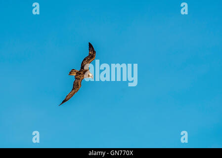 Osprey battant à la recherche de nourriture Banque D'Images