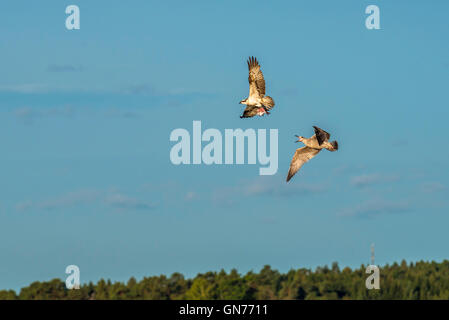 Osprey battant à la recherche de nourriture Banque D'Images