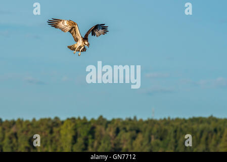 Osprey battant à la recherche de nourriture Banque D'Images