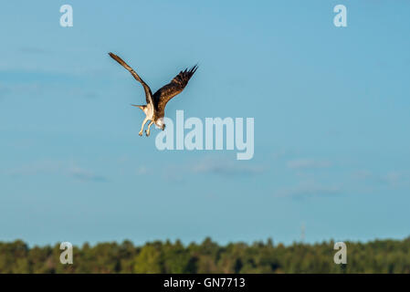 Osprey battant à la recherche de nourriture Banque D'Images