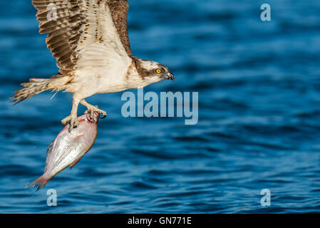 Osprey battant à la recherche de nourriture Banque D'Images