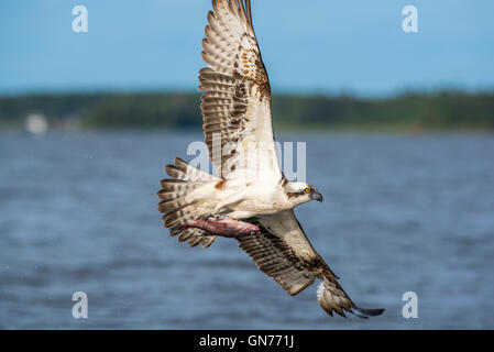 Osprey battant à la recherche de nourriture Banque D'Images