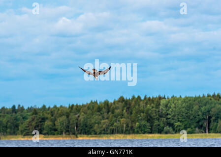 Osprey battant à la recherche de nourriture Banque D'Images