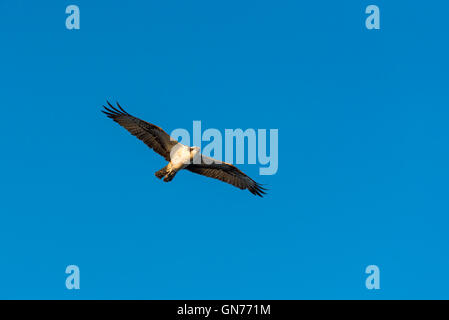 Osprey battant à la recherche de nourriture Banque D'Images