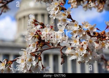 C'est une vue rapprochée d'une grappe de fleurs de cerisiers Yoshino avec les Utah State Capitol Building au loin. Banque D'Images