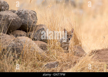 Cub d'un chacal doré (Canis aureus), également appelé l'asiatic, oriental ou chacal commun près de sa tanière, photographié en Israël je Banque D'Images